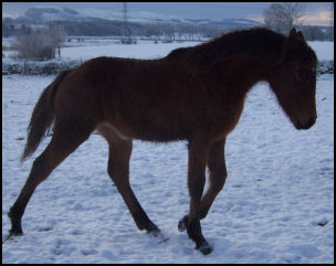 Blacklaw Intrepid stunning colt for sale